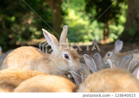 Rabbit counting ears Rabbit counting ears 128640815