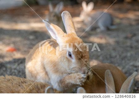 Rabbit calling loudly Rabbit calling loudly 128640816