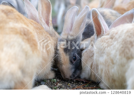 被捏的小兔子 被捏的小兔子 128640819