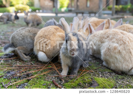 A baby rabbit escapes from the commotion A baby rabbit escapes from the commotion 128640820
