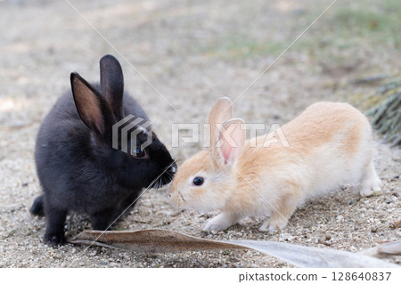 Baby rabbit playing Baby rabbit playing 128640837