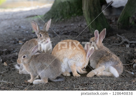 A family of rabbits relaxing in the shade A family of rabbits relaxing in the shade 128640838