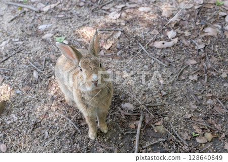 A rabbit looking up and taking a commemorative photo 128640849
