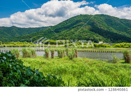 滋賀縣長濱市琵琶湖的夏季風景 滋賀縣長濱市琵琶湖的夏季風景 128640861