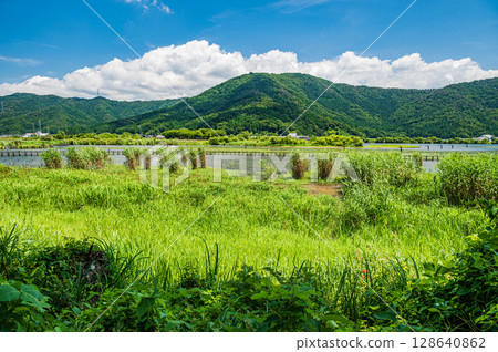 滋賀縣長濱市琵琶湖的夏季風景 128640862