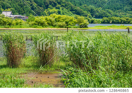 滋賀縣長濱市琵琶湖的夏季風景 128640865