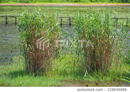 滋賀縣長濱市琵琶湖的夏季風景 滋賀縣長濱市琵琶湖的夏季風景 128640866