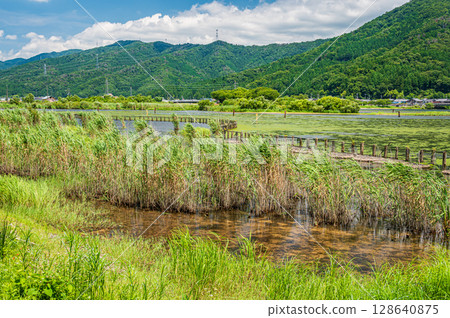 滋賀縣長濱市琵琶湖的夏季風景 滋賀縣長濱市琵琶湖的夏季風景 128640875