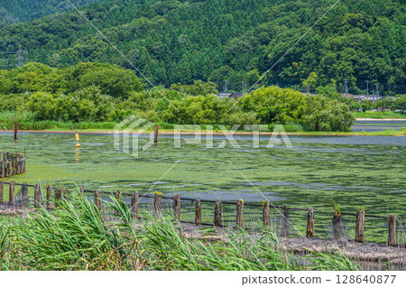 滋賀縣長濱市琵琶湖的夏季風景 滋賀縣長濱市琵琶湖的夏季風景 128640877