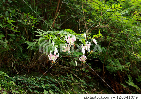 Kanoko lilies blooming in the mountains Kanoko lilies blooming in the mountains 128641079