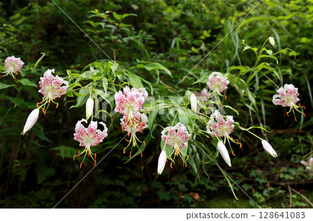 Kanoko lilies blooming in the mountains 128641083