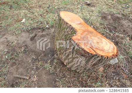 Freshly Cut Tree Stump on a Grass Surface with Surrounding Natural Elements Nearby 128641585
