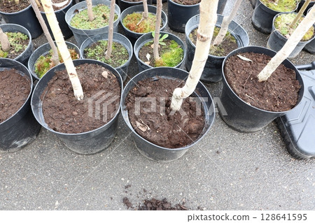 A Diverse Selection of Healthy Young Trees in Pots Available for Sale to Everyone Interested A Diverse Selection of Healthy Young Trees in Pots Available for Sale to Everyone Interested 128641595