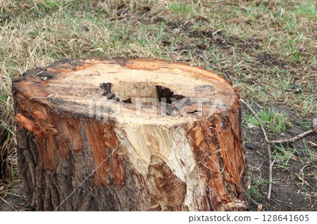 Weathered Tree Stump Located in a Beautiful Natural Setting Surrounded by Natures Splendor Weathered Tree Stump Located in a Beautiful Natural Setting Surrounded by Natures Splendor 128641605