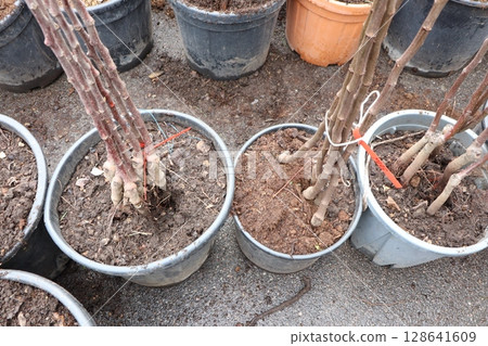 Potted Trees Are Now Ready for Planting in Urban Gardens and Green Spaces Around You 128641609