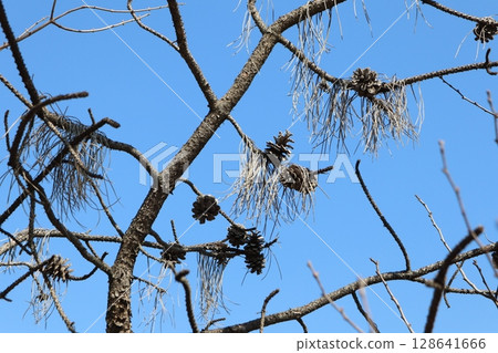 The branches of a tree adorned with cones beautifully contrast against a clear blue sky The branches of a tree adorned with cones beautifully contrast against a clear blue sky 128641666