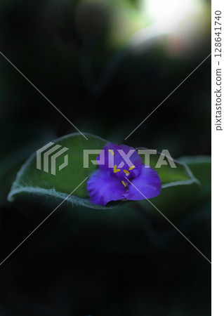 Tradescantia siramontana shining in the sunlight Tradescantia siramontana shining in the sunlight 128641740