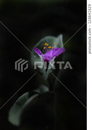 陽光下閃耀的紫露草 128641829