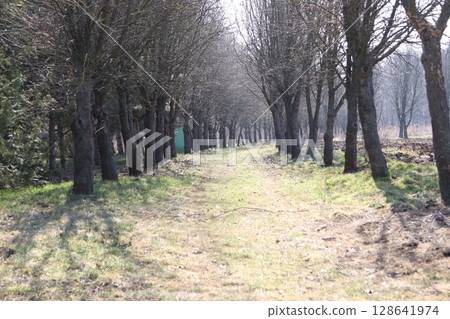 A Tranquil TreeLined Pathway Meandering Through Nature in the Heart of Early Spring 128641974