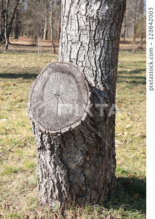 A Tree Stump positioned on a Trunk within a beautiful Natural Setting rich in flora and fauna 128642003