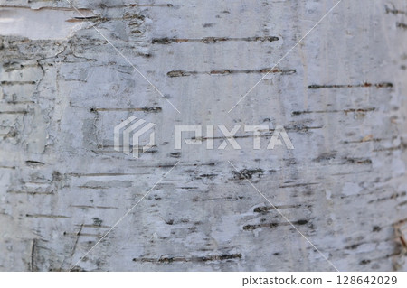 A closeup view showcasing the intricate texture and details of Birch Tree Bark surface A closeup view showcasing the intricate texture and details of Birch Tree Bark surface 128642029