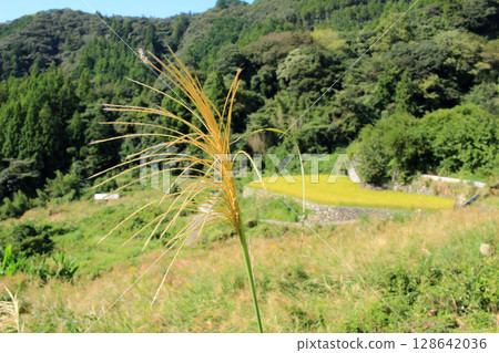 Scenery with rice terraces Scenery with rice terraces 128642036