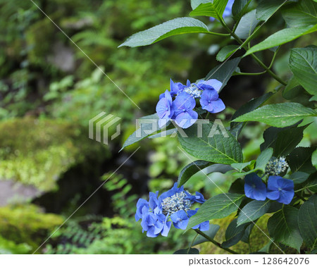 Mountain hydrangea blooming by the water Mountain hydrangea blooming by the water 128642076