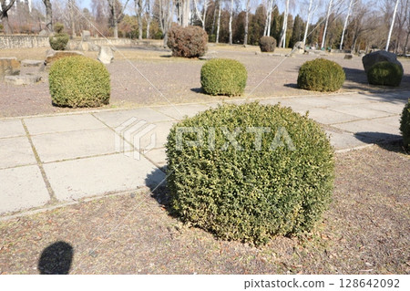 Beautifully Trimmed Shrubs in a Peaceful Park Landscape Setting for Relaxation and Serenity 128642092