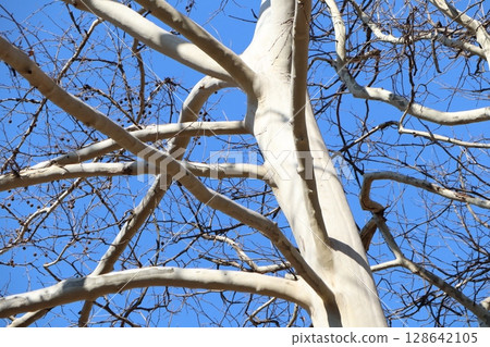 A Beautiful Birch Tree with its Exposed Branches Standing Out Against a Clear Blue Sky A Beautiful Birch Tree with its Exposed Branches Standing Out Against a Clear Blue Sky 128642105