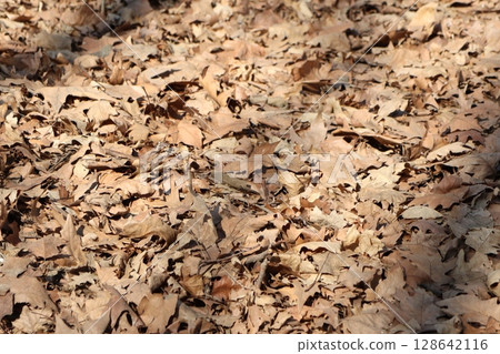 Scattered Autumn Leaves Gracefully Resting on the Forest Floor Beneath Tall Trees Scattered Autumn Leaves Gracefully Resting on the Forest Floor Beneath Tall Trees 128642116