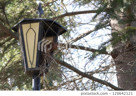 Lamp Post Nesting Bird Habitat in Nature, beautifully combining design and biodiversity 128642121