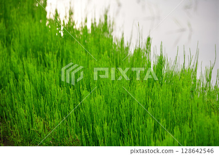 馬尾草生長在稻田邊 128642546