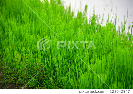 Horsetail grows on the side of rice paddies 128642547