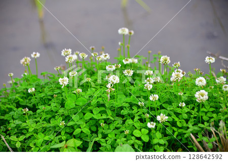 White clover blooming on the side of the road - flowers during rice planting 128642592