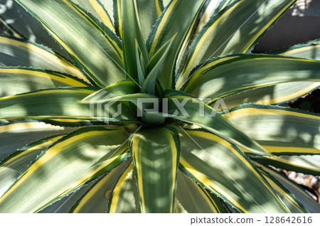 Cropped shot view of beautiful leaves and spines of Agave desmettiana 'Joe Hoak'. Agave plants are popular for landscaping. Cropped shot view of beautiful leaves and spines of Agave desmettiana 'Joe Hoak'. Agave plants are popular for landscaping. 128642616