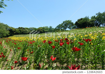 Kasui Lily Garden, Fukuroi City 128642683