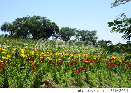 Kasui Lily Garden, Fukuroi City 128642684