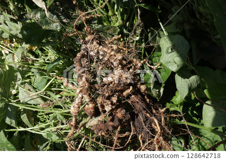 Root-knot nematode damage to bush beans Root-knot nematode damage to bush beans 128642718