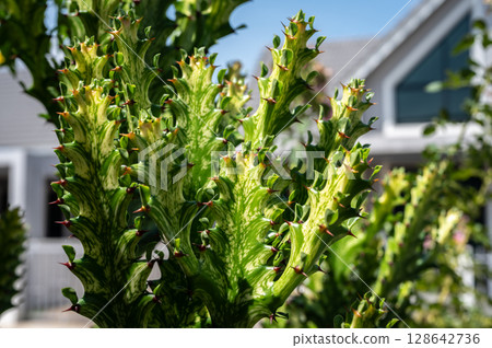 Close up of Euphorbia trigona variegata or the African Milk Tree. Euphorbia trigona is a species of flowering plant that originates from Central Africa. 128642736