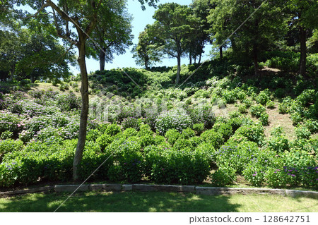 Kasui Lily Garden, Fukuroi City 128642751