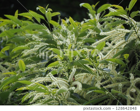 板栗花 板栗花 128642848