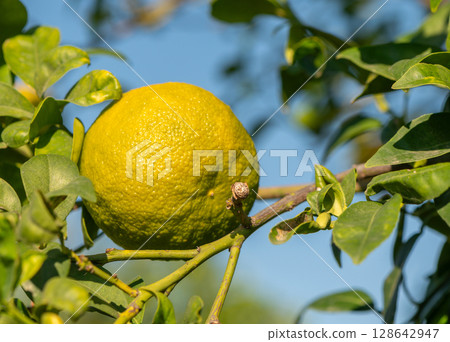 Bright yellow fruit hanging from lush green citrus tree on a sunny day. Generative AI Bright yellow fruit hanging from lush green citrus tree on a sunny day. Generative AI 128642947