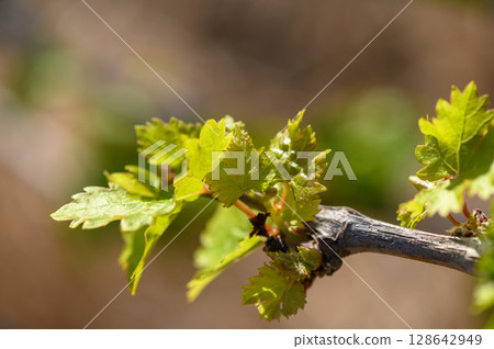 Bright green grapevine leaves basking in sunlight during a warm spring day. Generative AI 128642949