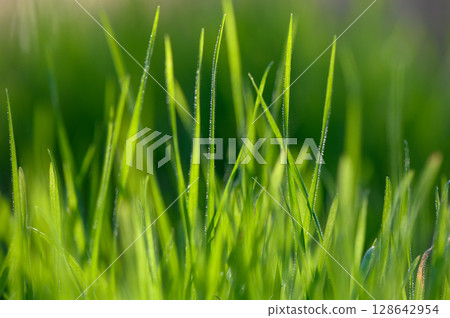 Fresh blades of grass glisten under sunlight on a warm spring day. Generative AI 128642954