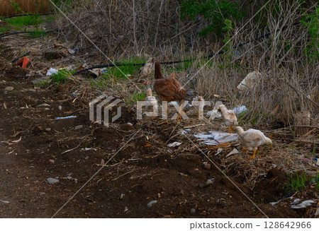 Chicks foraging along a dirt path near a green overgrown area in the late afternoon light. Chicks foraging along a dirt path near a green overgrown area in the late afternoon light. 128642966