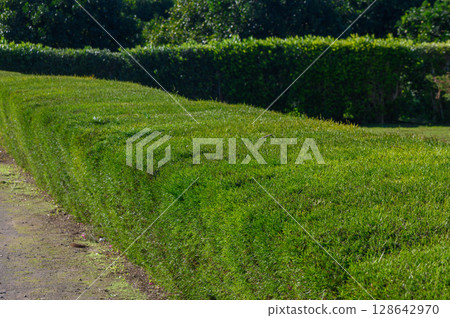 Lush green lawn curving along the pathway in a serene outdoor setting under bright sunlight. Lush green lawn curving along the pathway in a serene outdoor setting under bright sunlight. 128642970