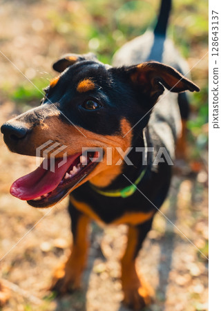 Happy dog running outdoors. Active pet enjoying summertime outdoors. Puppy in green meadow playful companionship 128643137