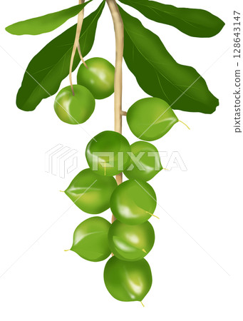 澳洲堅果樹上的澳洲堅果 128643147