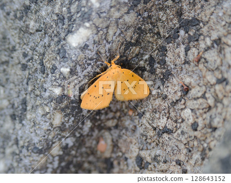 A moth from the family Arctiidae resting on the bark of an oak tree 128643152