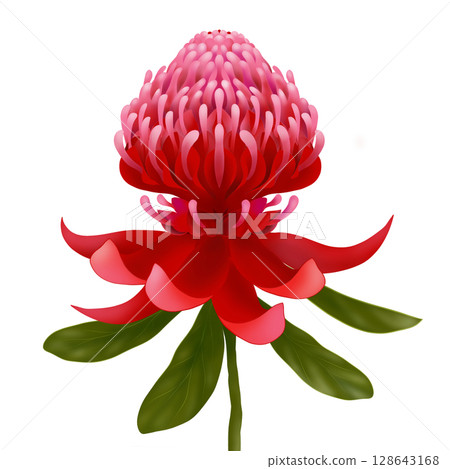 Illustration of red waratah flowers and leaves Illustration of red waratah flowers and leaves 128643168